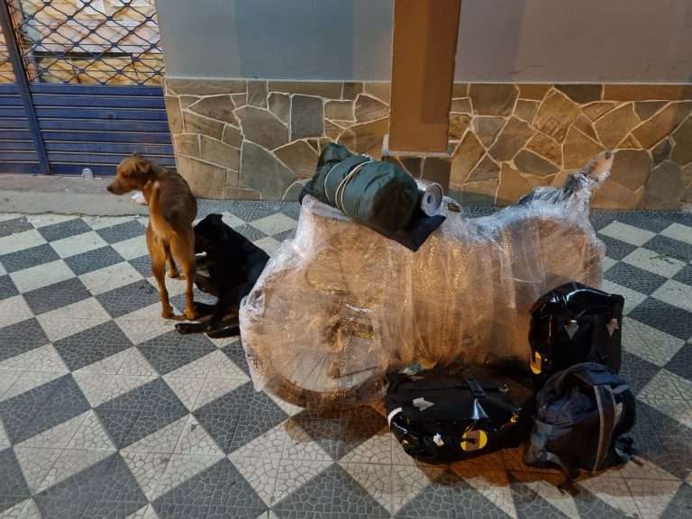 dogs at bus station
