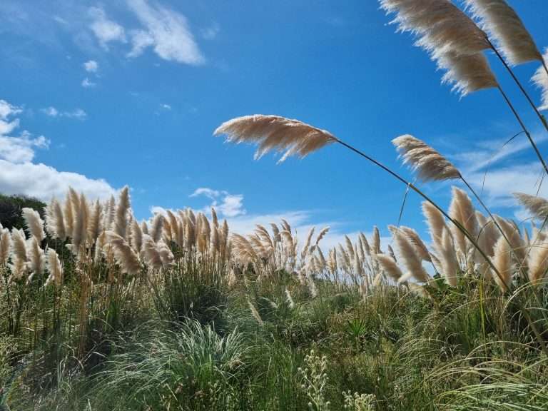 native plants