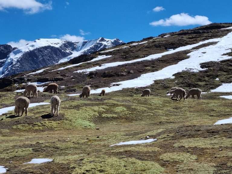 llamas on the way