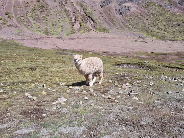alpaca