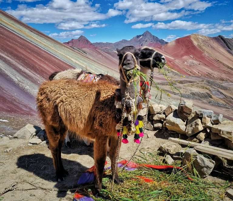 llama on the top