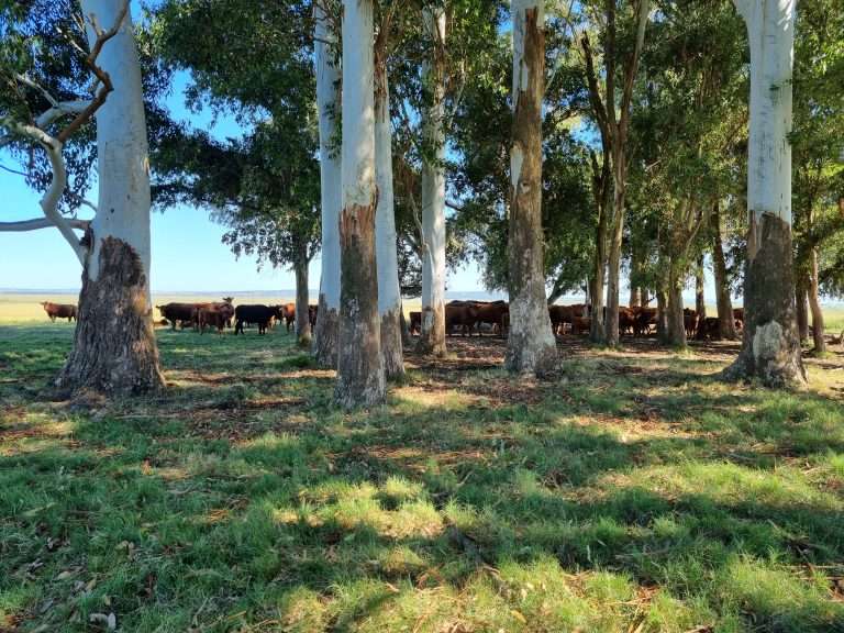 uruguay cattle