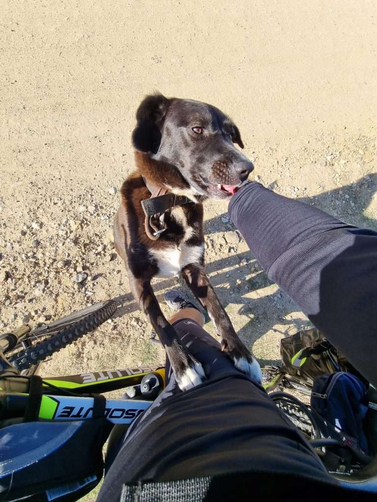 peting a stray dog